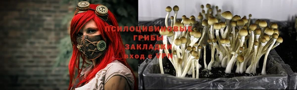 PSILOCYBIN Абдулино